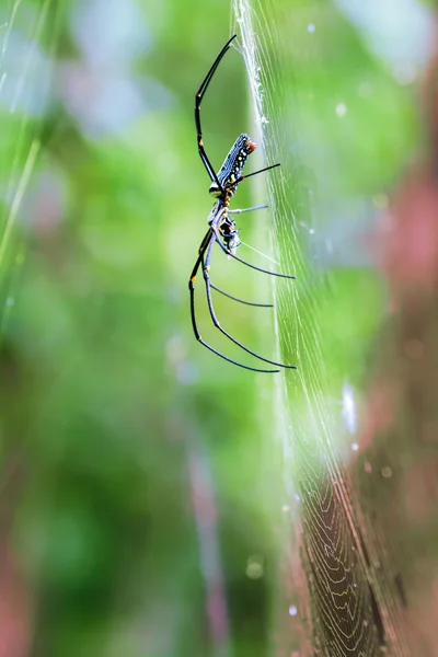 Altın ipek orb weaver — Stok fotoğraf