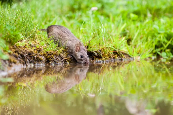 Natureza com rato — Fotografia de Stock