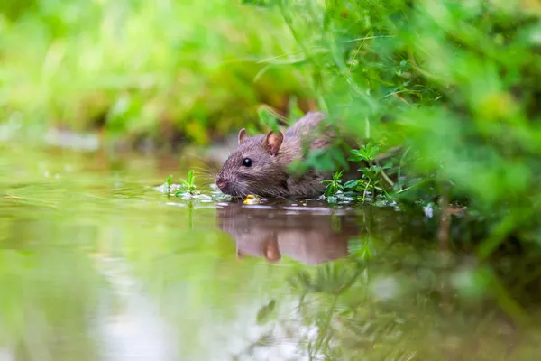 Natuur whit rat — Stockfoto