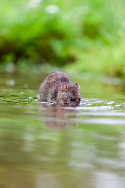 Белозубая крыса
