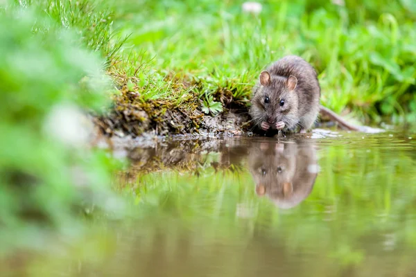 Natureza com rato — Fotografia de Stock