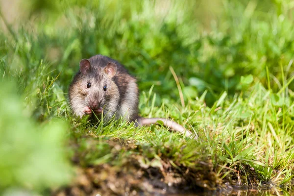 Natuur whit rat — Stockfoto