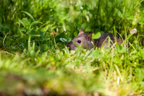 Natureza com rato — Fotografia de Stock