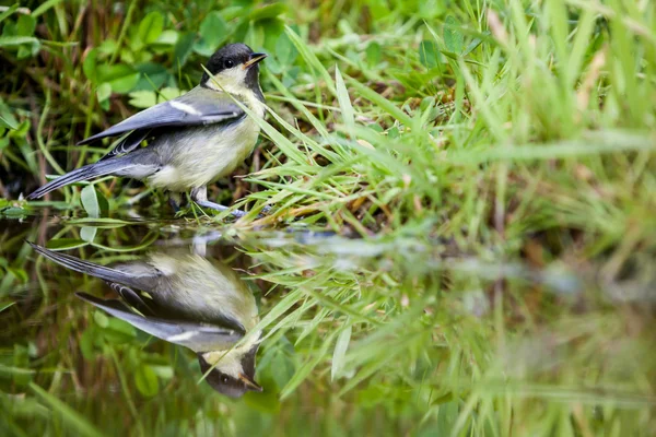 Kohlmeise — Stockfoto