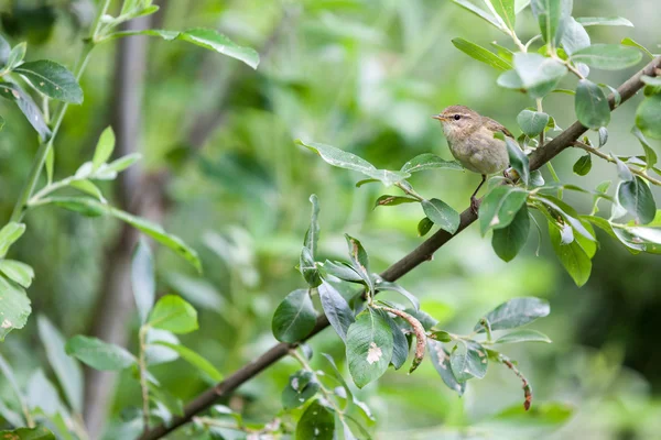 Warbler — Stock fotografie