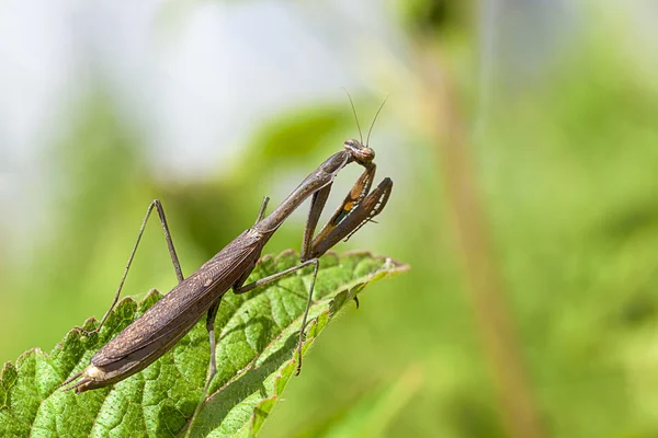 Mantis. — Foto de Stock