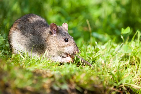 Natuur whit rat — Stockfoto