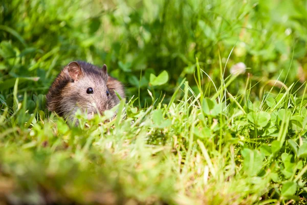 Natura con ratto — Foto Stock