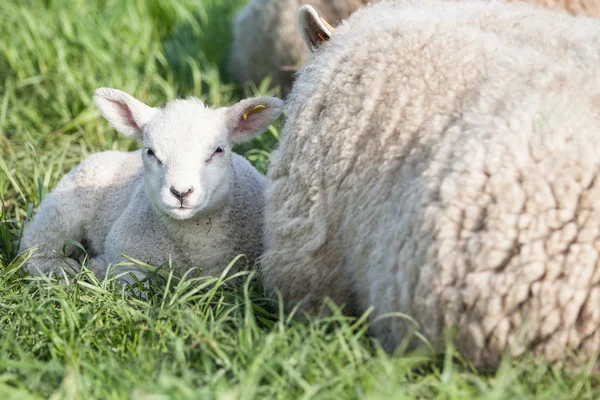 Lamb — Stock Photo, Image