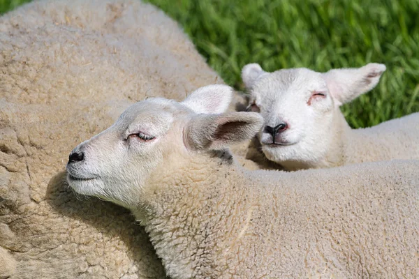 Lamb — Stock Photo, Image