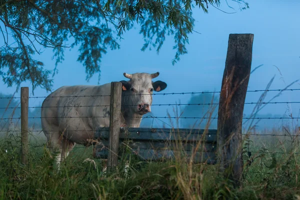 Alacakaranlık inek — Stok fotoğraf