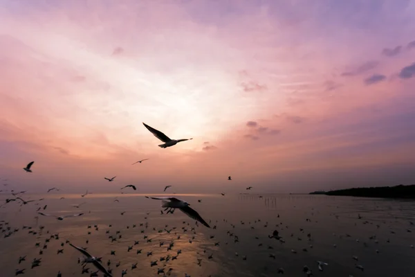 Gaviotas — Foto de Stock