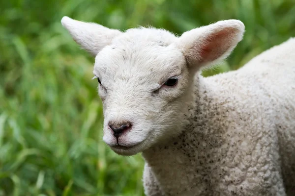 Lamb — Stock Photo, Image