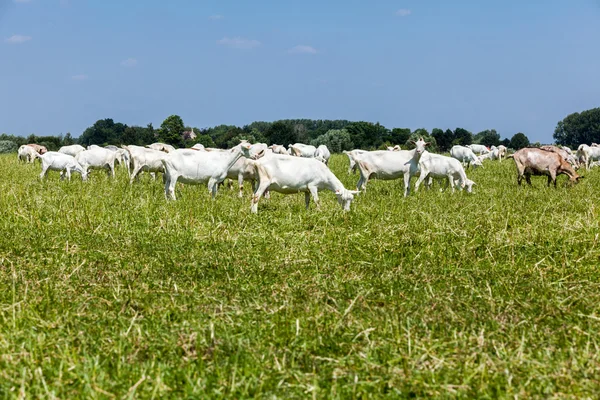 Cabras — Foto de Stock