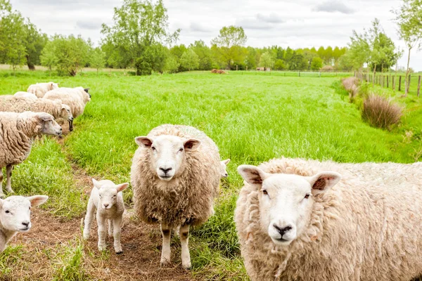 Lamm — Stockfoto