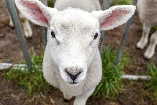 Lamb — Stock Photo, Image