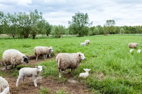 Lamsvlees — Stockfoto