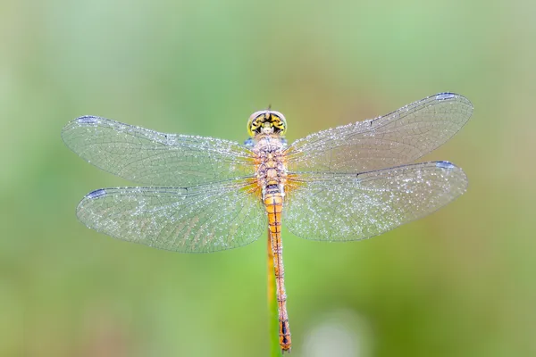 Dragonfly — Stock Photo, Image