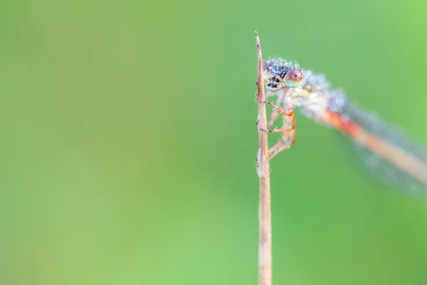 Libélula — Fotografia de Stock