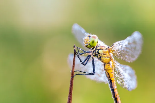 Dragonfly — Stock Photo, Image