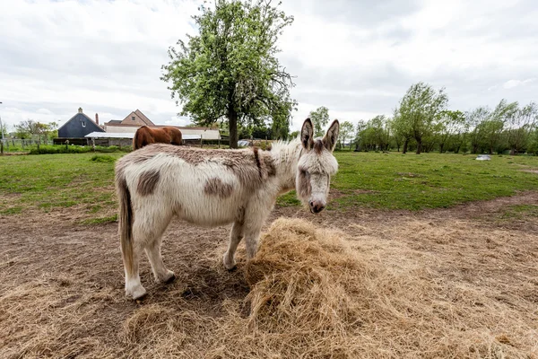 Donkey — Stock Photo, Image