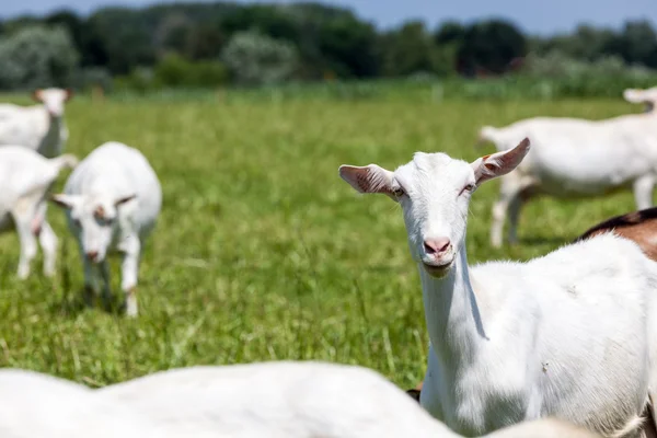 Cabras —  Fotos de Stock