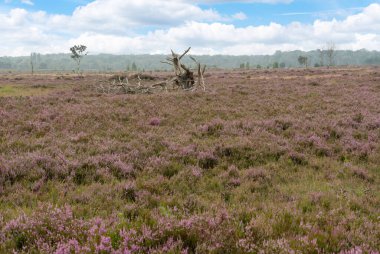 Çiçek açan mor ortak fundalıklarla dolu bataklık manzarası