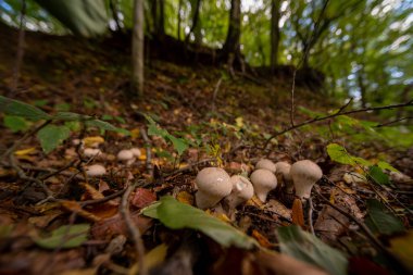 ormanda sonbahar sırasında mantar vardır