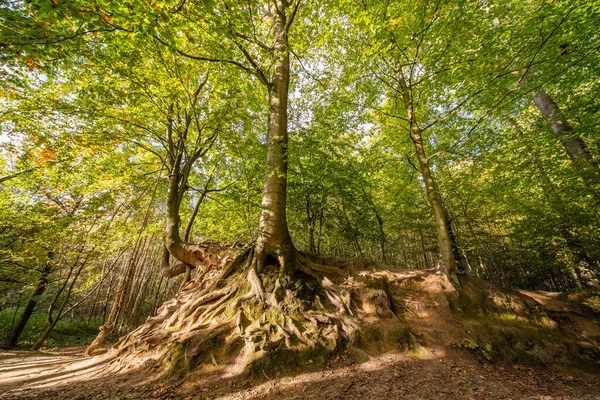 Hermoso Árbol Grande Medio Del Bosque Colores Durante Otoño — Foto de Stock