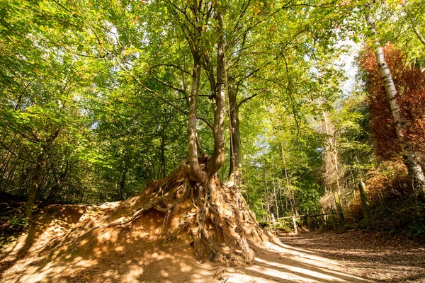 Ett Vackert Stort Träd Mitt Den Färgade Skogen Hösten — Stockfoto