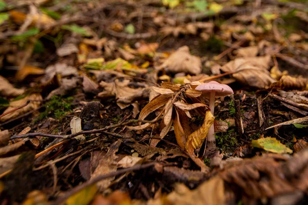 Floresta Cogumelos Durante Outono — Fotografia de Stock