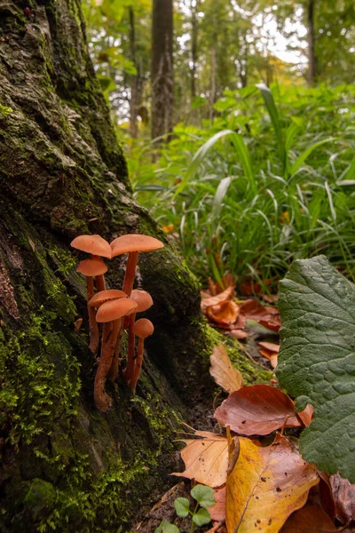 Dans Forêt Des Champignons Pendant Automne — Photo