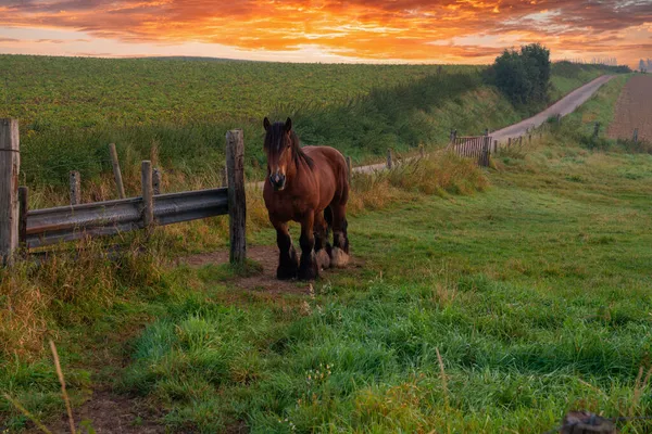 Beautiful Foggy Morning Beautiful Farm Horse Meadow — Stock Photo, Image