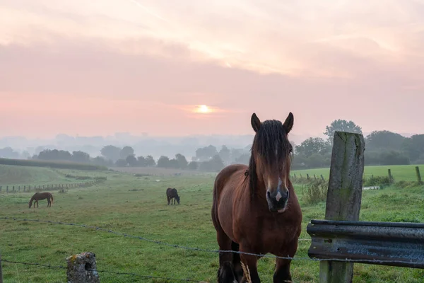 美しい霧の朝この美しい農場の馬は牧草地にあります — ストック写真