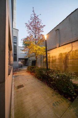 Sonbaharda binalar arasındaki bu güzel küçük ağaç