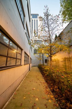 Sonbaharda binalar arasındaki bu güzel küçük ağaç