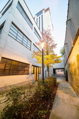 Sonbaharda binalar arasındaki bu güzel küçük ağaç