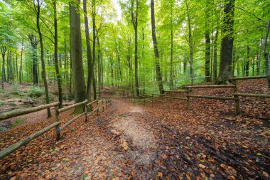 Sonbaharda renkli yapraklar ağaçlardan düşer ve orman sonbahar renkleriyle renklenir.