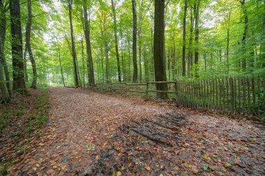 Sonbaharda renkli yapraklar ağaçlardan düşer ve orman sonbahar renkleriyle renklenir.