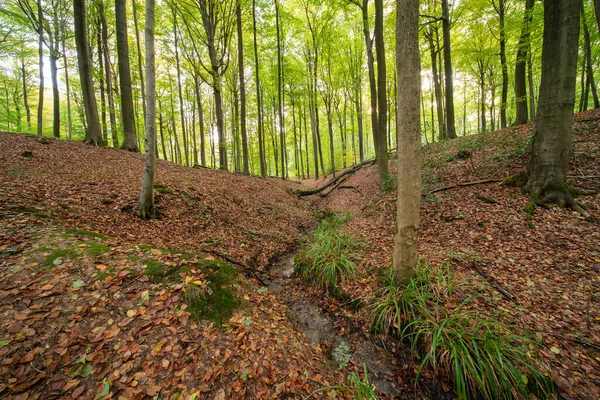 Durante Otoño Las Hojas Colores Caen Los Árboles Bosque Colorea — Foto de Stock