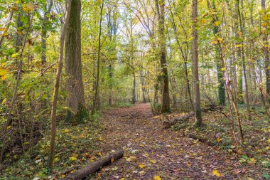 Sonbaharda renkli yapraklar ağaçlardan düşer ve orman sonbahar renkleriyle renklenir.