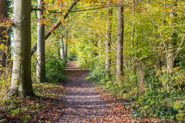 Sonbaharda renkli yapraklar ağaçlardan düşer ve orman sonbahar renkleriyle renklenir.