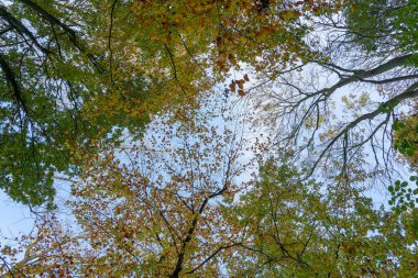 Yeşil ve sarı ağaç tepelerinin manzarası ormanın arka planında mavi bir gökyüzü ile kapanır.