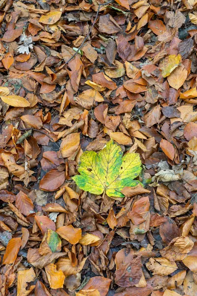 Uma Folha Árvores Descoloridas Close Folhas — Fotografia de Stock