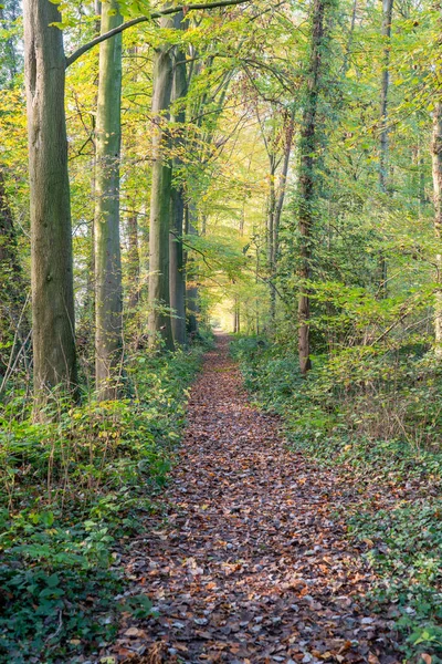 Durante Otoño Las Hojas Colores Caen Los Árboles Bosque Colorea — Foto de Stock