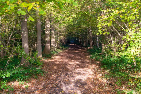 Hösten Faller Färgade Bladen Ner Från Träden Och Skogen Färgas — Stockfoto