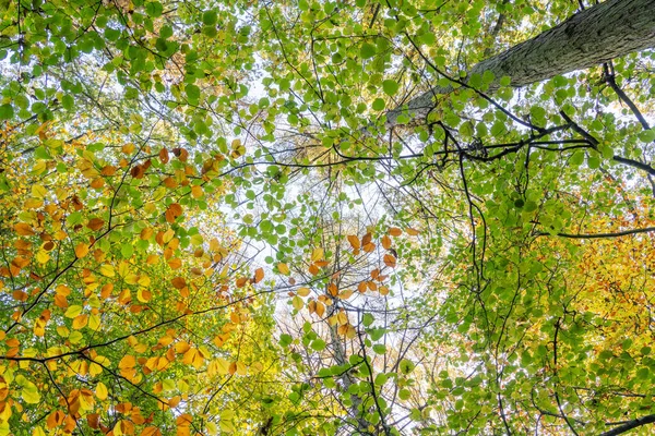 Yeşil Sarı Ağaç Tepelerinin Manzarası Ormanın Arka Planında Mavi Bir — Stok fotoğraf