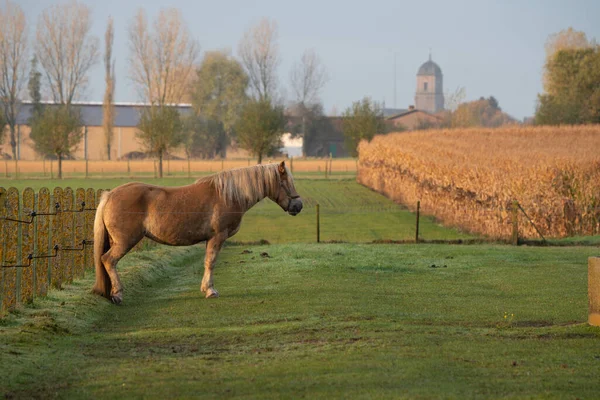 Krásného Mlhavého Rána Tento Krásný Farmářský Kůň Louce — Stock fotografie