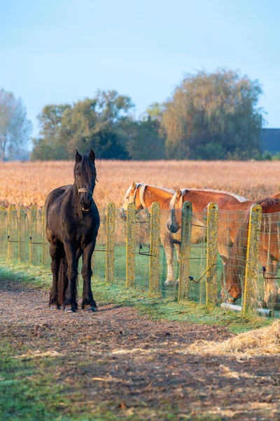 美しい霧の朝この美しい農場の馬は牧草地にあります — ストック写真