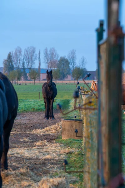 Krásného Mlhavého Rána Tento Krásný Farmářský Kůň Louce — Stock fotografie